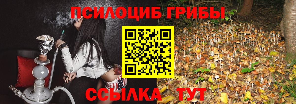 Галлюциногенные грибы Psilocybe Новодвинск